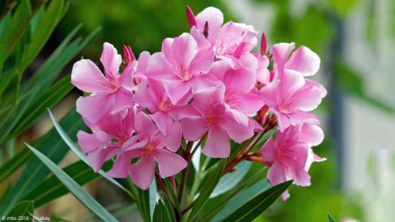 Oleander Tipps zu Standort, Pflege und Schnitt