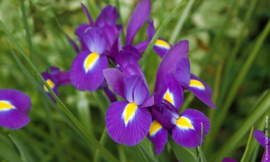 Holländische Schwertlilie (Iris × hollandica hort.) | Steckbrief