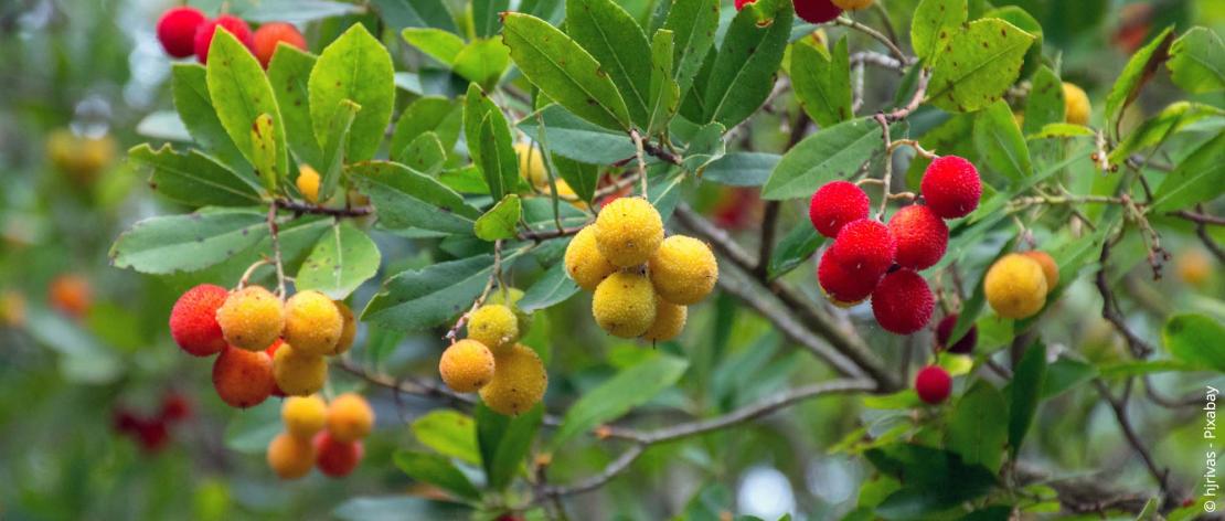 Früchte vom Westlichen Erdbeerbaum (Arbutus unedo)