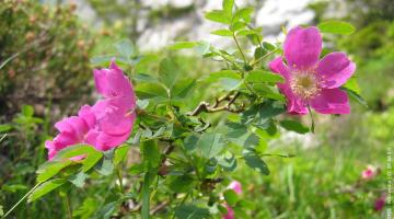 Gebirgs-Rose (Rosa pendulina)