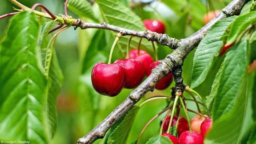 Wie Lange Braucht Ein Kirschbaum Bis Er Früchte Trägt www.mein-gartenexperte.de