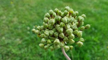 Kugelköpfiger Lauch (Allium sphaerocephalon)