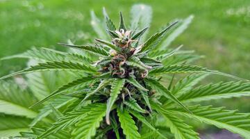 Cannabis pflanzen und ernten: Tipps für einen erfolgreichen Hanf-Anbau
