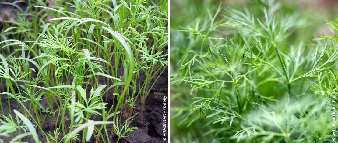 Junger und erntereifer Dill