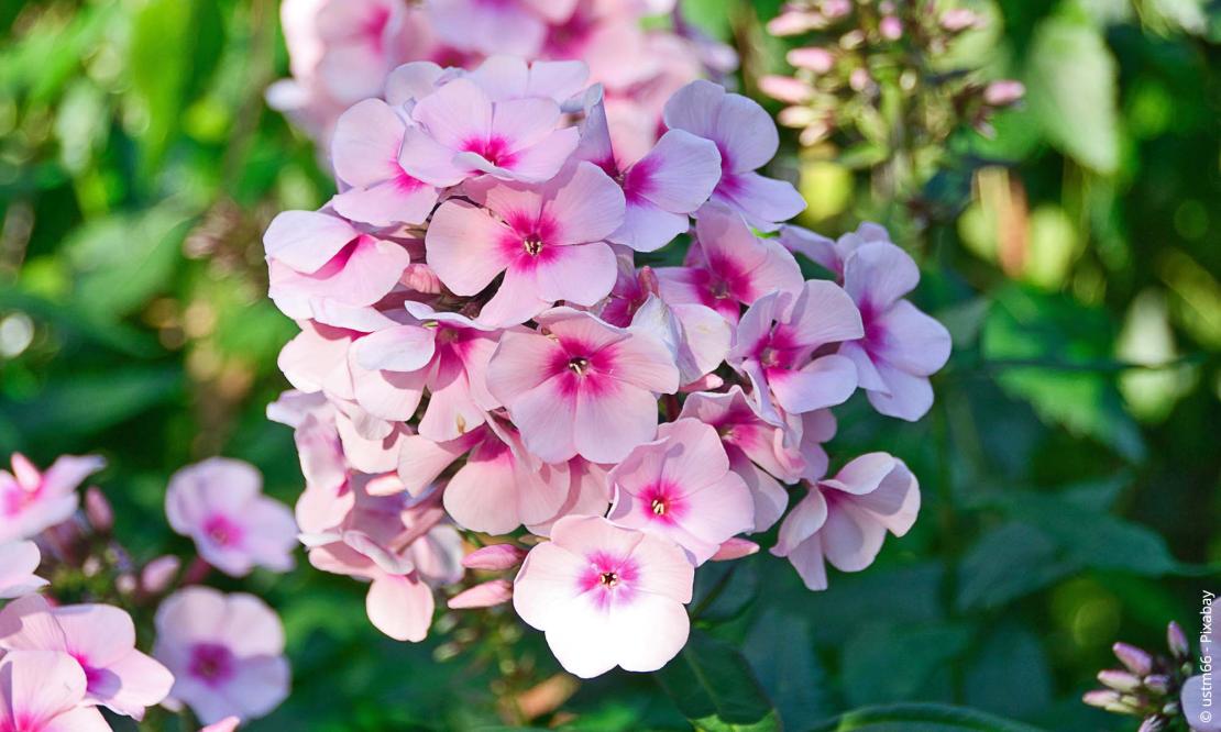 Flammenblume (Phlox)