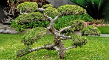 Gartenbonsai im japanischen Stil
