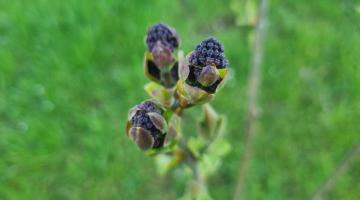 Gemeiner Flieder (Syringa vulgaris)
