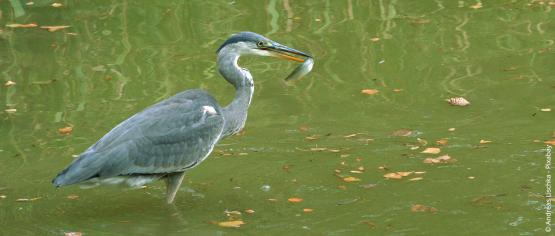 Fische im Teich halten Arten, Haltung und Pflege