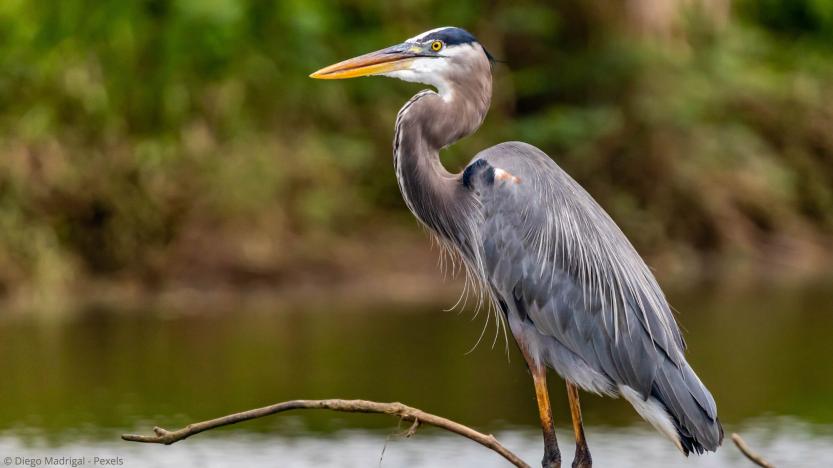 Fischreiher vom Gartenteich fernhalten 7 effektive Tipps