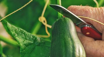 Gartenkalender August: Gurkenernte mit einem Messer