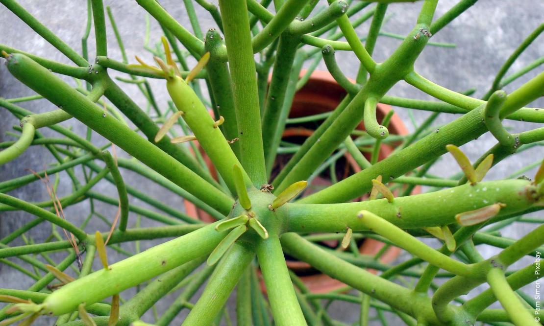 Bleistiftstrauch (Euphorbia tirucalli)