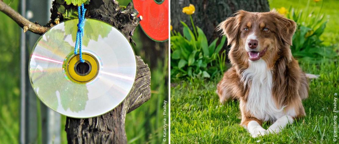 CDs und Haustiere helfen gegen Raben und Krähen im Garten