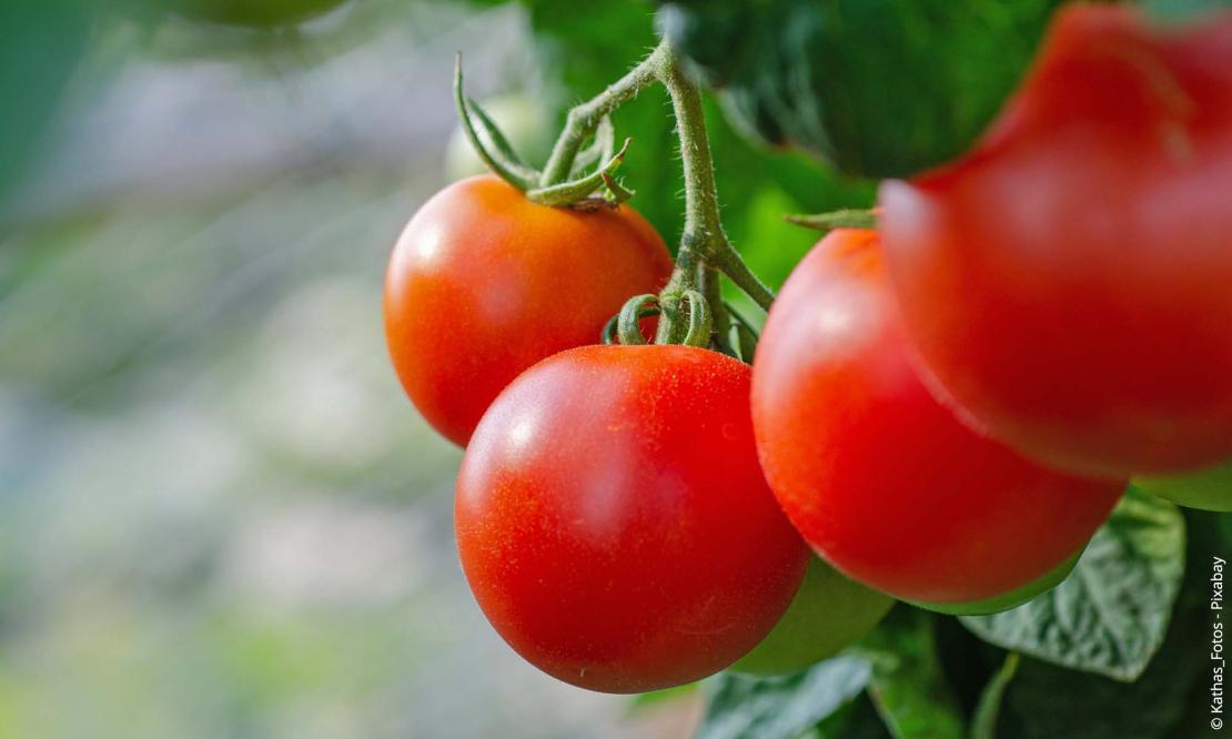 Tomate (Solanum lycopersicum)