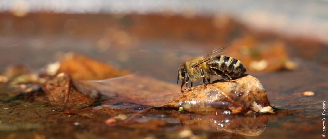 Biene am Wasser