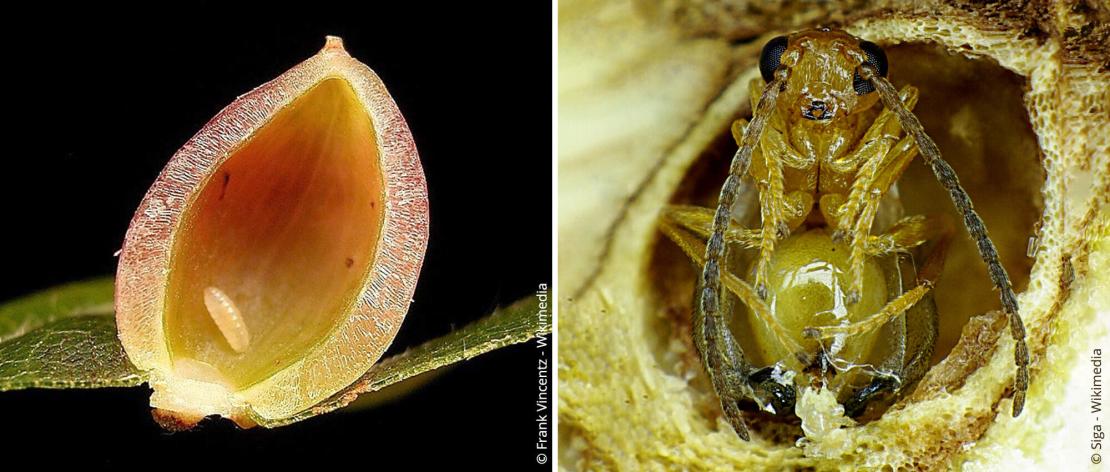 Larve der Buchengallmücke und Insekt in einer Galle
