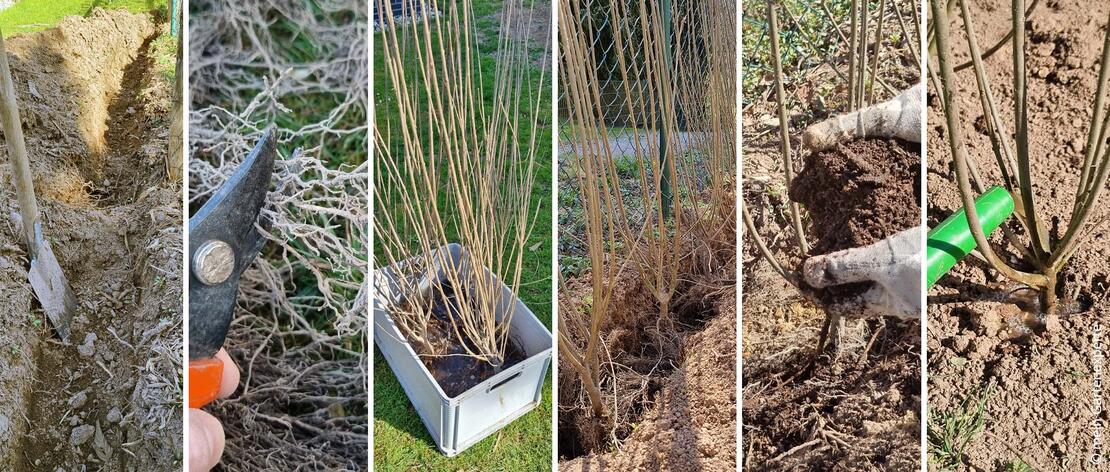 Schritte zum Pflanzen einer Ligusterhecke
