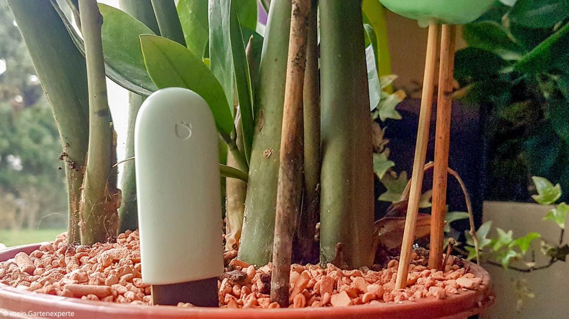 Xiaomi Mi Plant Flower Care im Test - Smarter Pflanzensensor