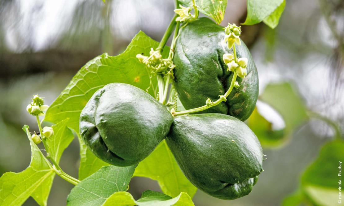 Chayote (Sechium edule)