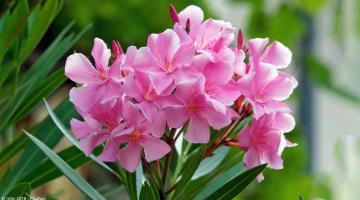 Oleander: Tipps zu Standort, Pflege und Schnitt