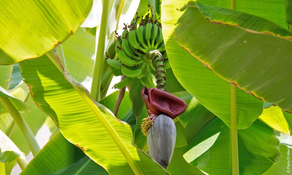 Zwerg-Essbanane (Musa acuminata)