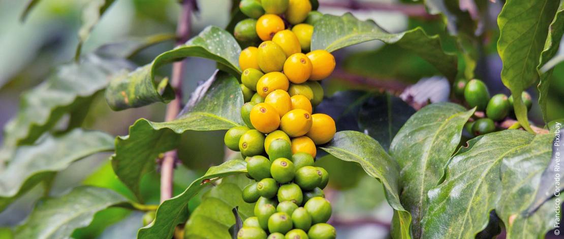Kaffeepflanzen richtig pflegen