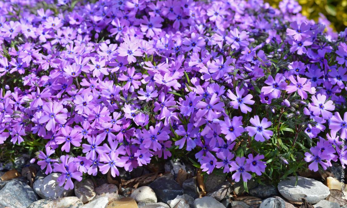 Polster-Phlox (Phlox subulata)