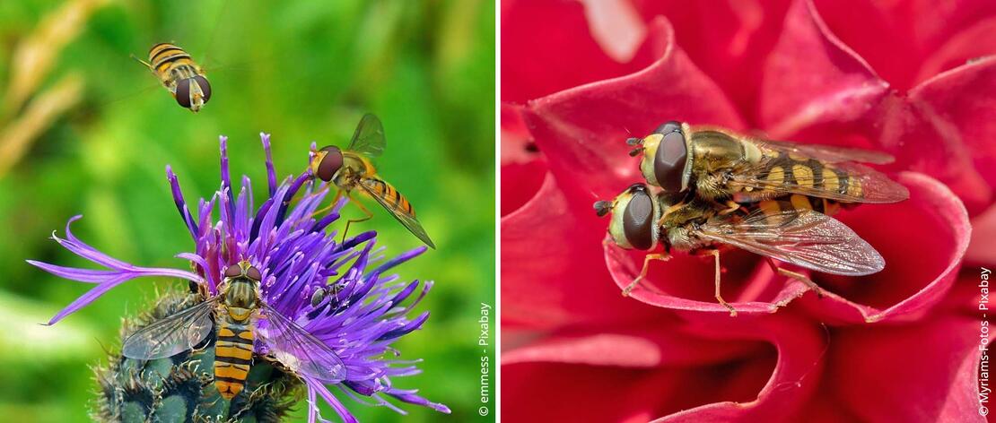 Schwebfliegen und Blüte und bei der Paarung