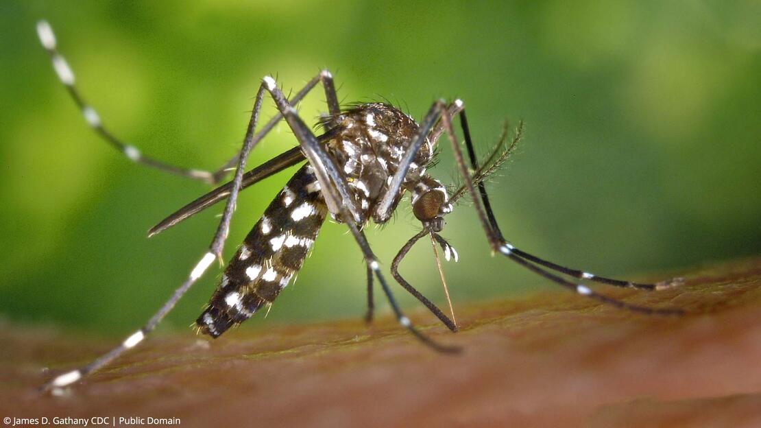 Asiatische Tigermücke (Aedes albopictus) beim Stich