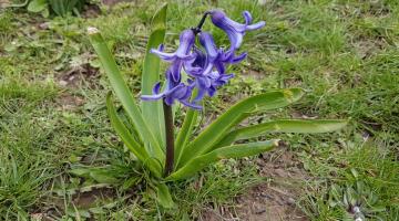 Gartenhyazinthe (Hyacinthus orientalis)