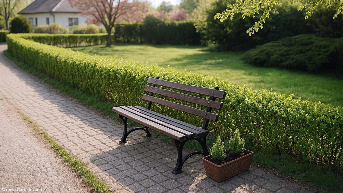 Ligusterhecke als Einfriedung