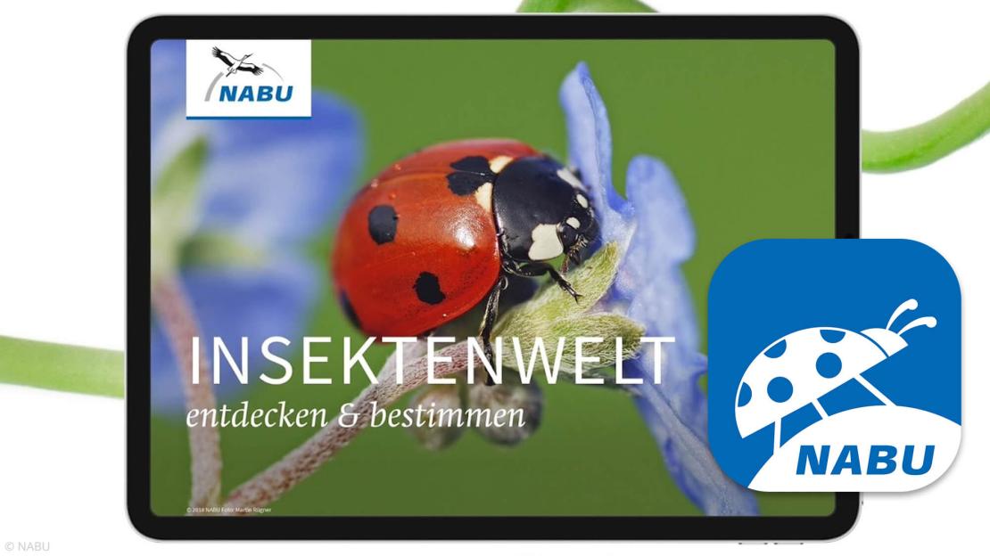 NABU Smartphone- und Tablet-App hilft bei der Insektenbestimmung