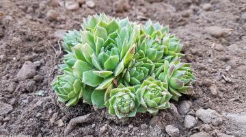 Sukkulenten pflanzen und pflegen: Tipps für Haus und Garten