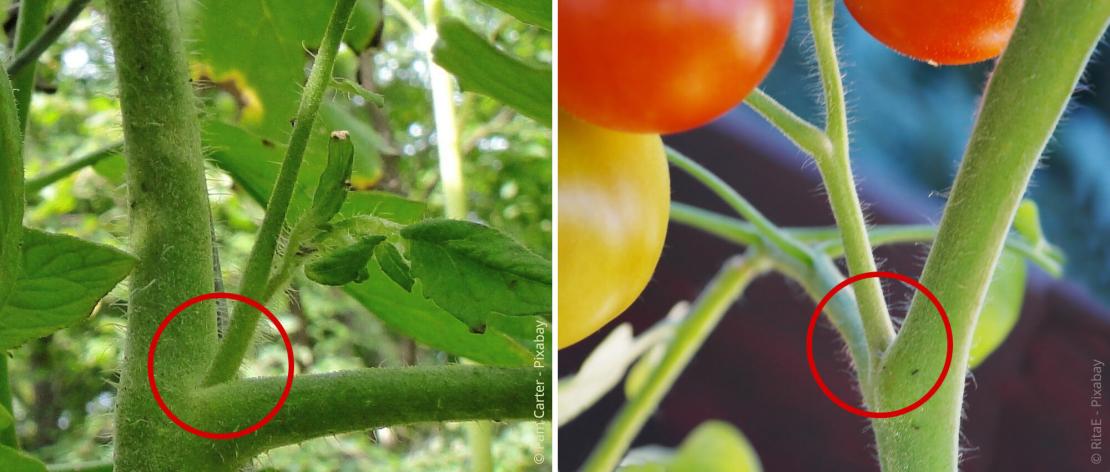 Geiztriebe an Tomatenpflanzen