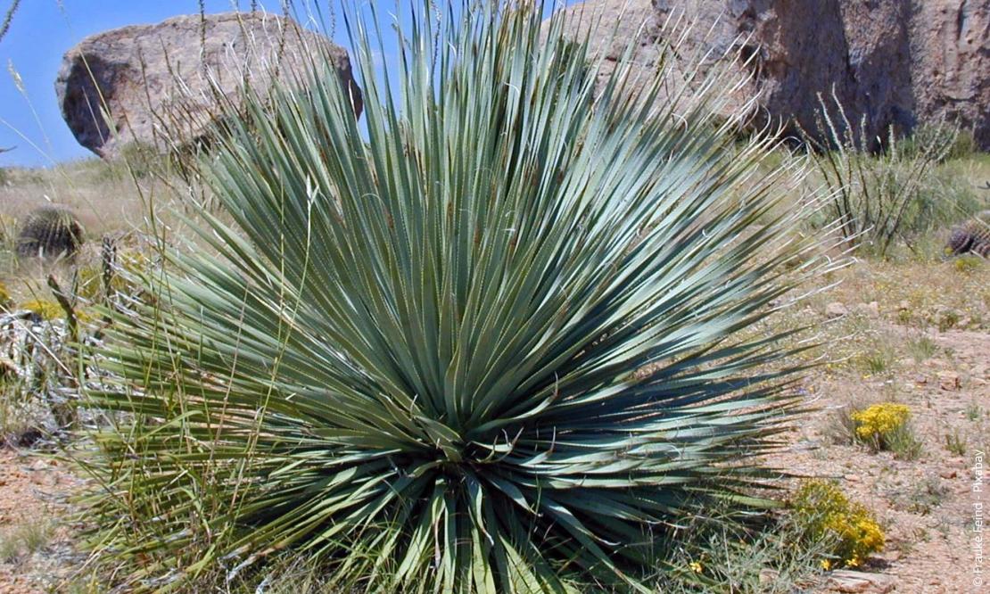 Blaue Palmlilie (Yucca rostrata)
