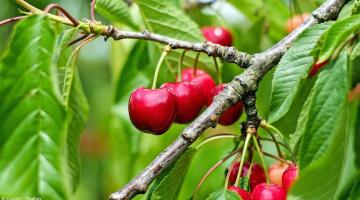 Kirschbaum pflanzen, pflegen und schneiden: Schritt-für-Schritt-Anleitung und Tipps