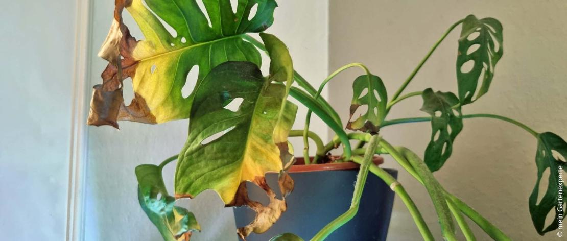 Braune Monsterablätter