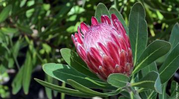 Zuckerbusch (Protea cynaroides)