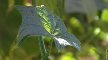 chayote 01 blatt
