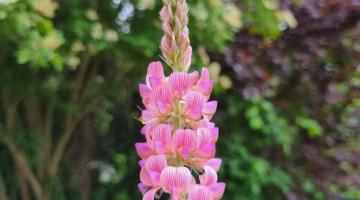 Esparsette (Onobrychis viciifolia)