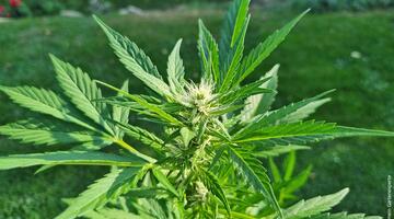 Hanf (Cannabis)