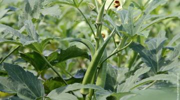 Okra (Abelmoschus esculentus)