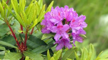 Rhododendron pflanzen, pflegen und schneiden