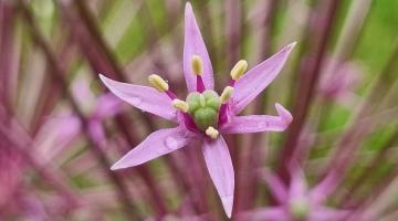 Riesen-Lauch (Allium giganteum)