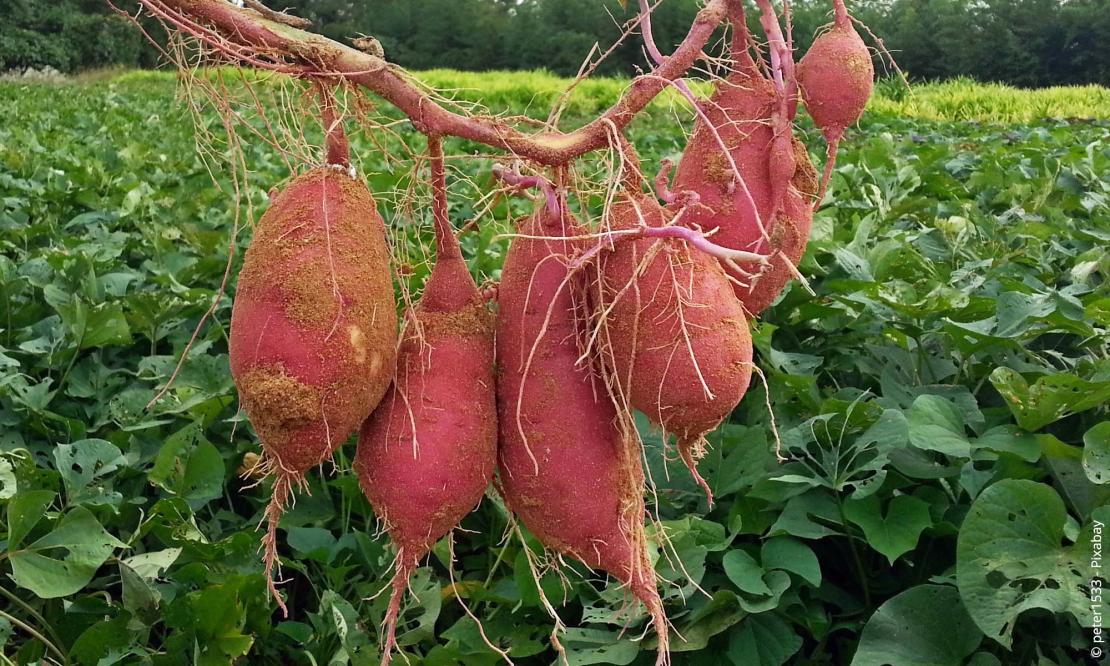 Süßkartoffel (Ipomoea batatas)