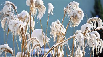 Ziergräser richtig überwintern: So schützen Sie Ihre Gräser im Winter