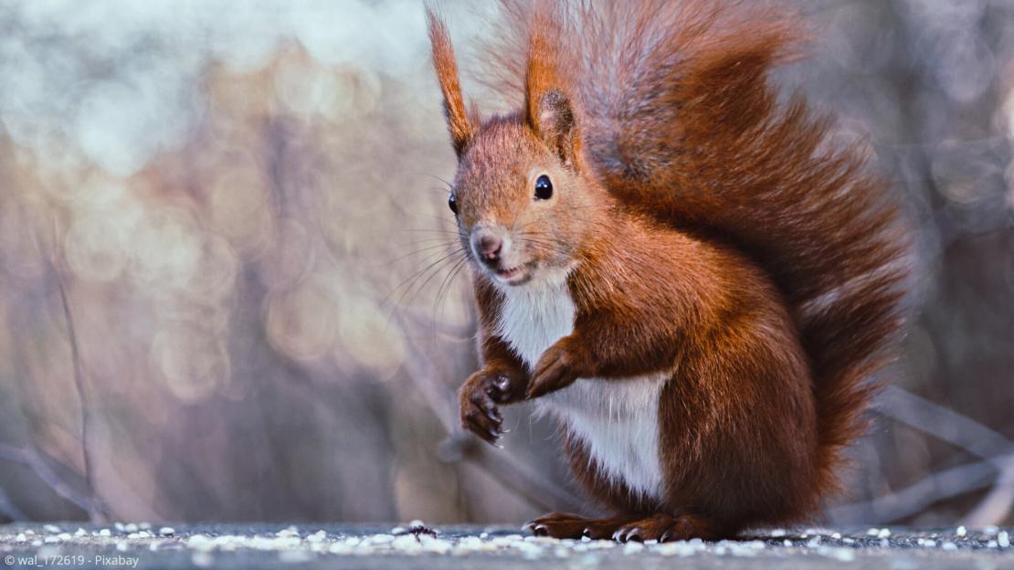 Eichhörnchen, Igeln und Vögel im Garten durch den Winter helfen