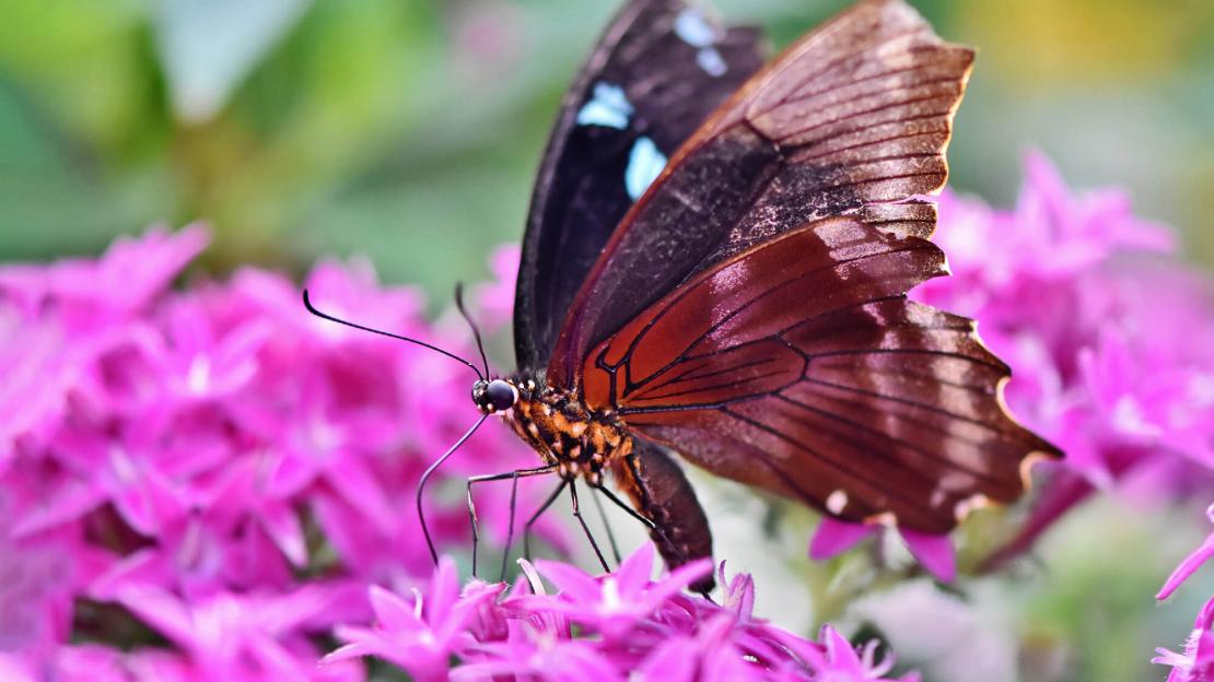 Tipps für einen tier- und insektenfreundlichen Garten