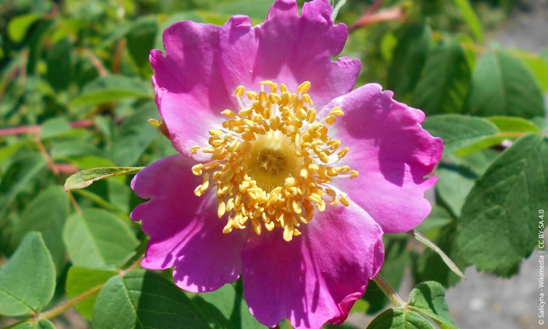 Zimt-Rose (Rosa majalis)