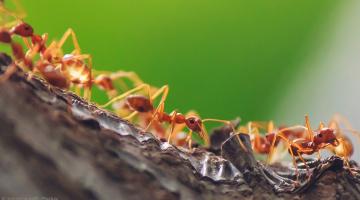 Ameisen im Garten bekämpfen und vertreiben