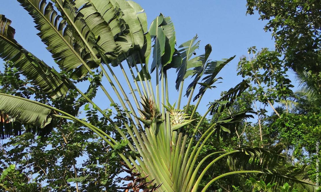 Baum der Reisenden (Ravenala madagascariensis)
